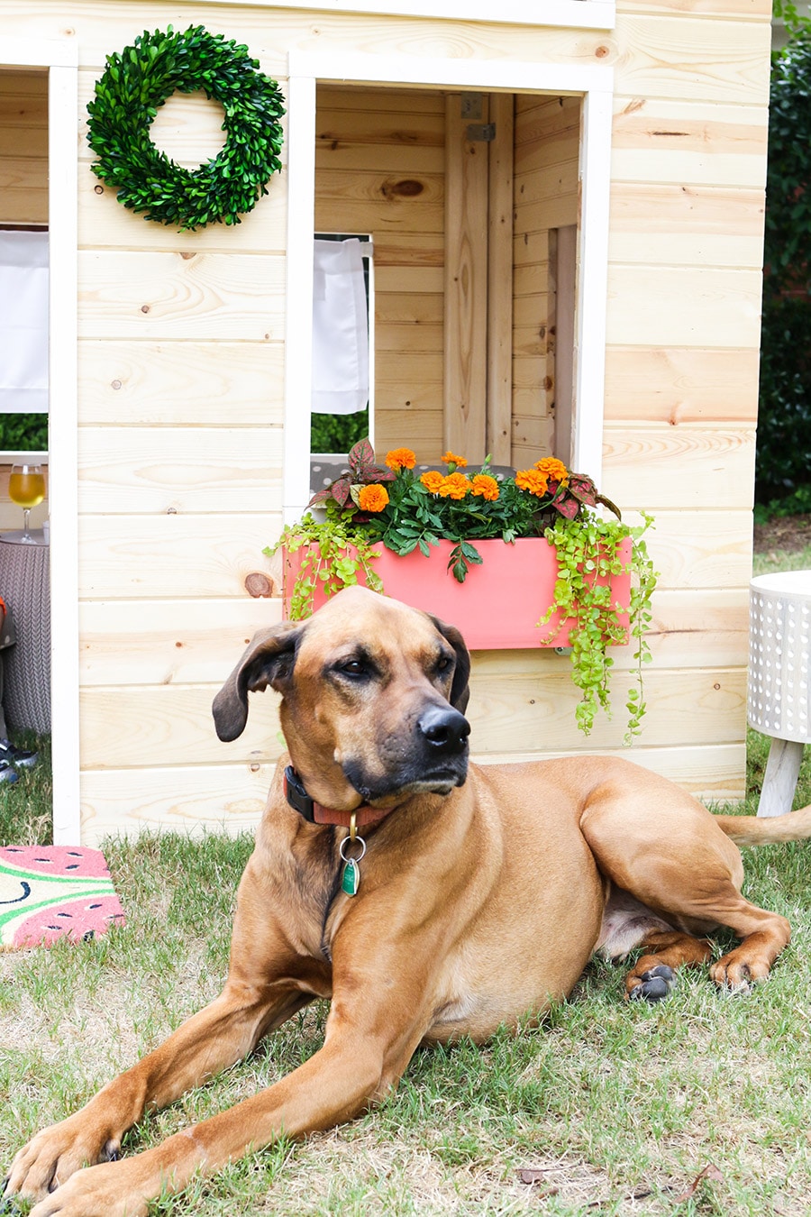 DIY Dog Food Station with Storage - Addicted 2 DIY