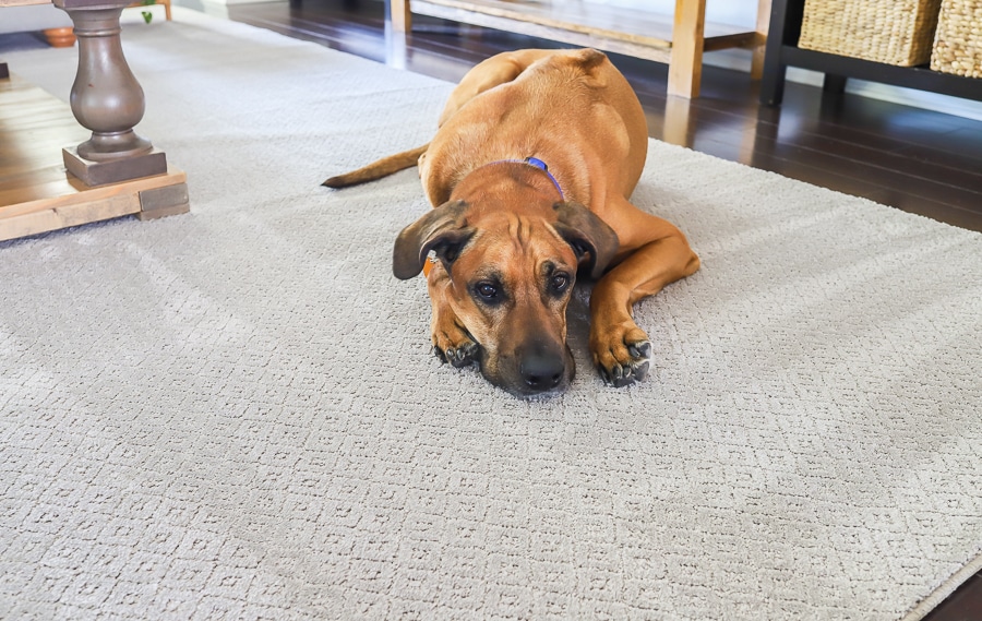 PetProof from The Home Depot is an awesome pet-friendly carpet