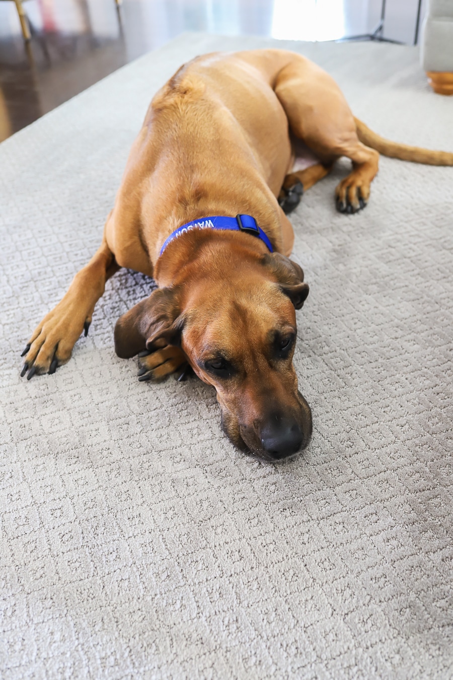 PetProof is the best pet-friendly carpet and rugs from The Home Depot
