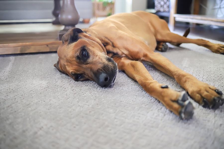 The Best Pet-Friendly Carpet