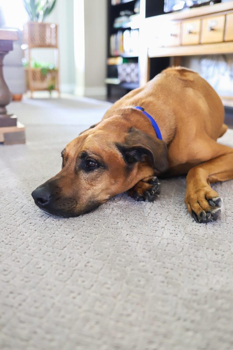 The Best PetFriendly Carpet