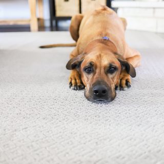 PetProof from The Home Depot is the best pet-friendly carpet!