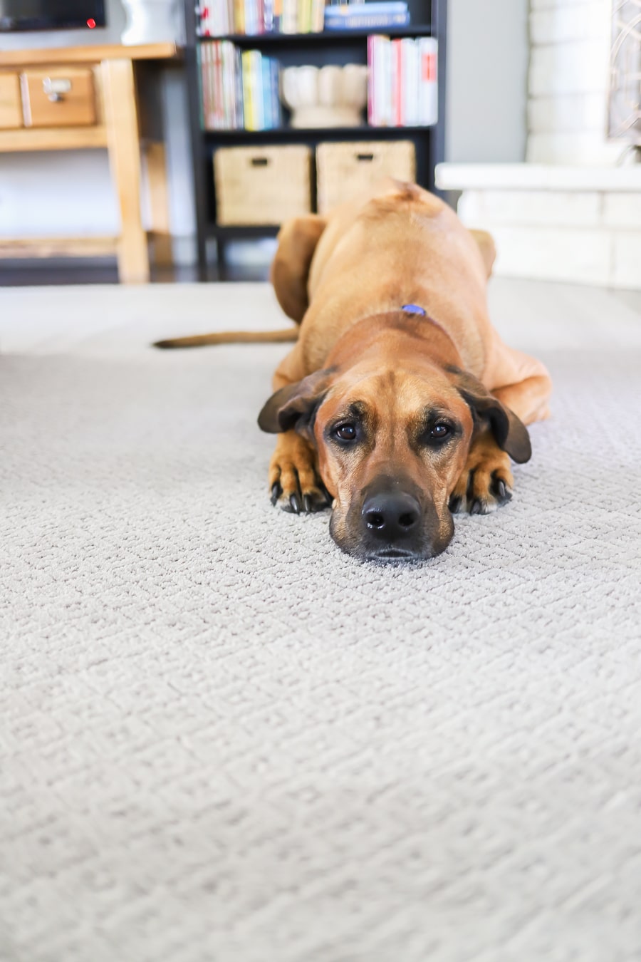 PetProof from The Home Depot is the best pet-friendly carpet!