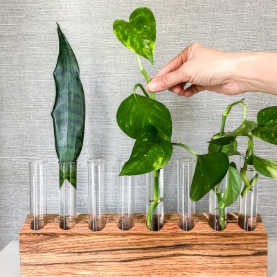 How to make a DIY plant propagation station out of scrap wood