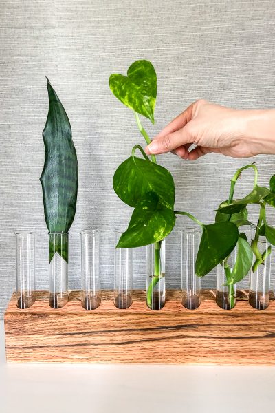 How to make a DIY plant propagation station out of scrap wood