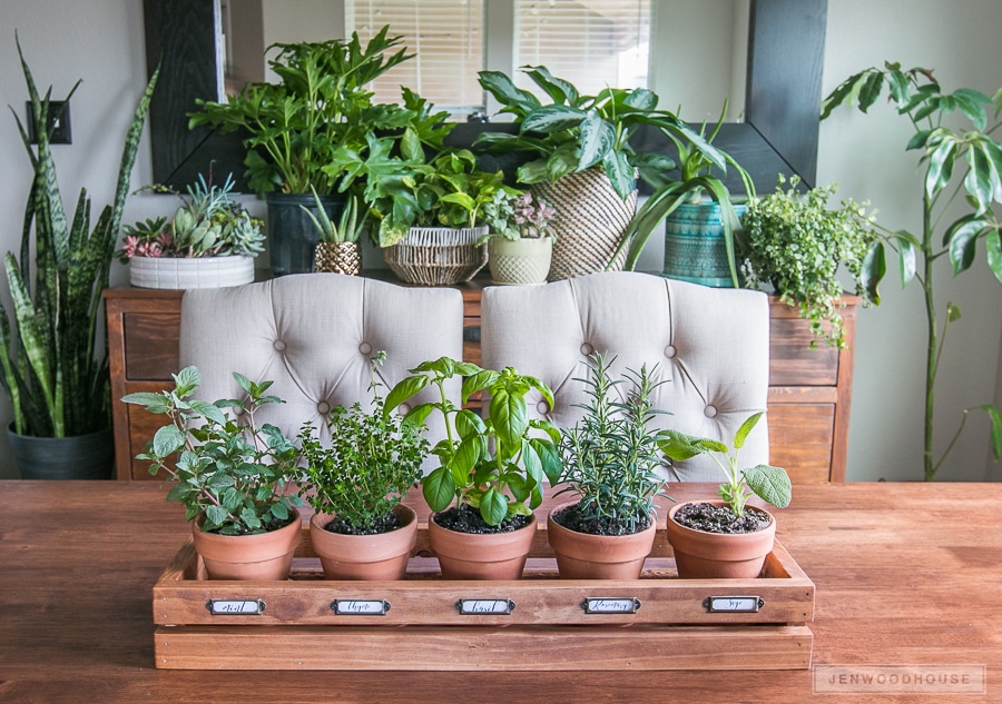 Bring the outdoors in for Spring with plants and a fresh herb garden