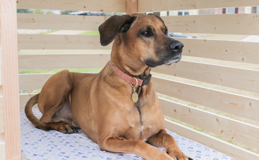 DIY doghouse gazebo dogzebo