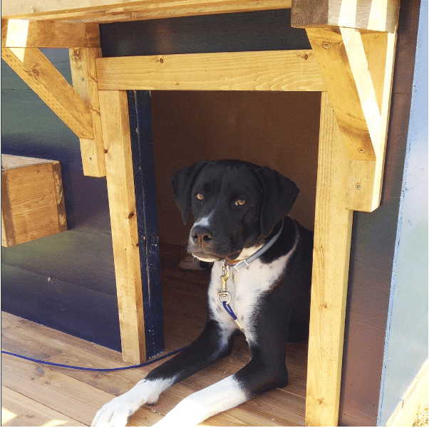 DIY Doghouse with Deck Toy Box and Food Bowl